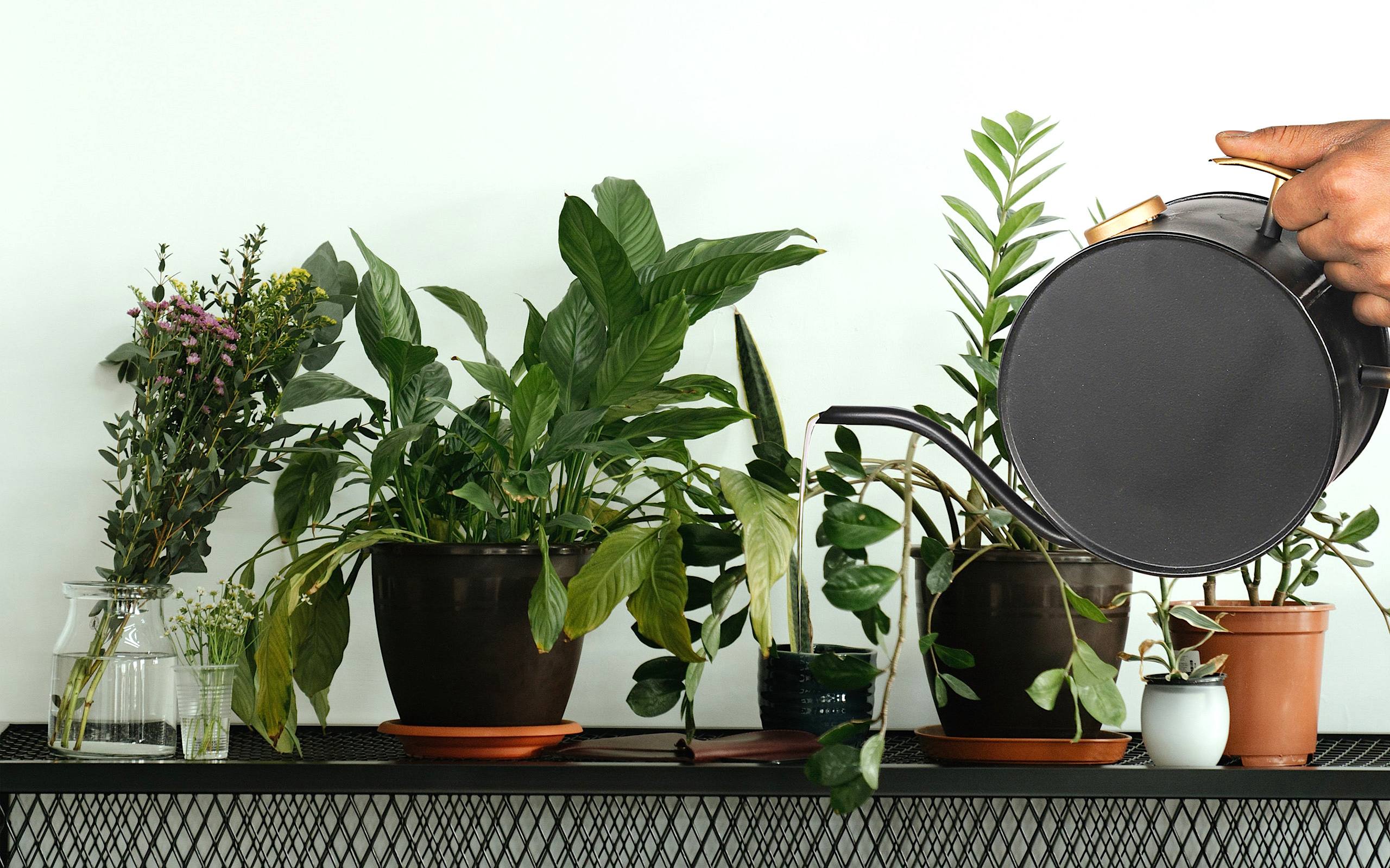 Watering Can bg
